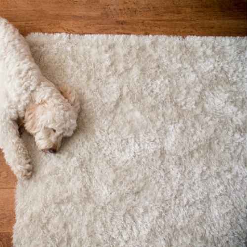 Machine made rug with dog laying on top
